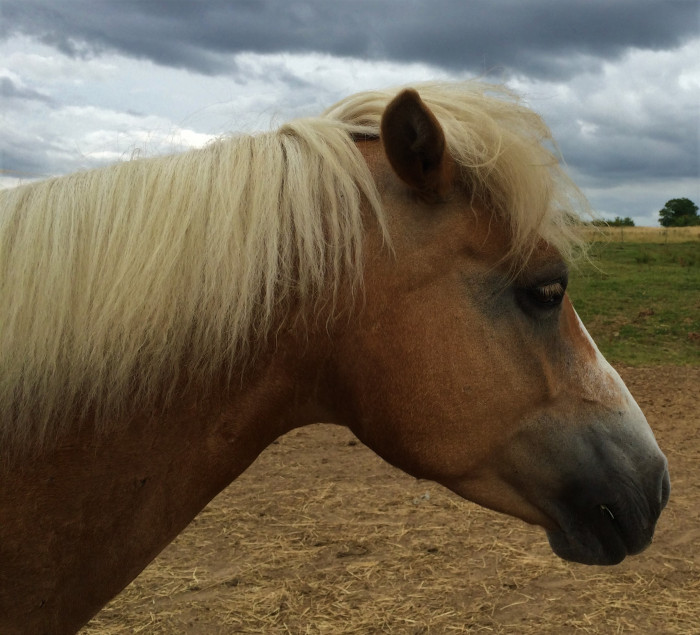 Photo de profil de horsedream3686