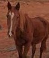 Photo de profil de horsefanatic