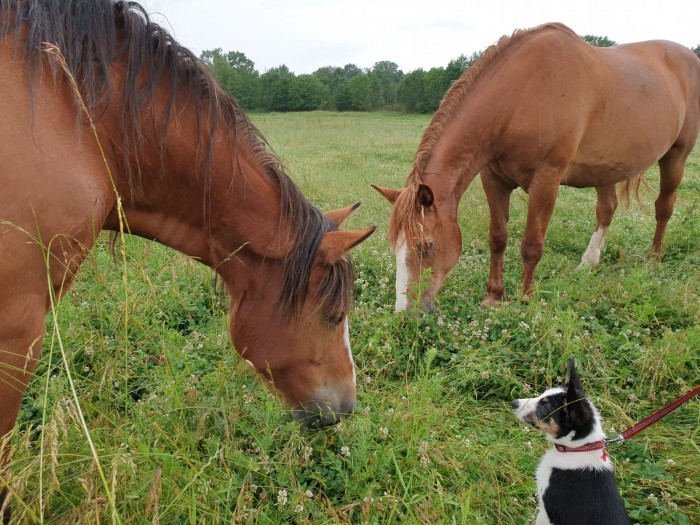 Photo de profil de horsehope