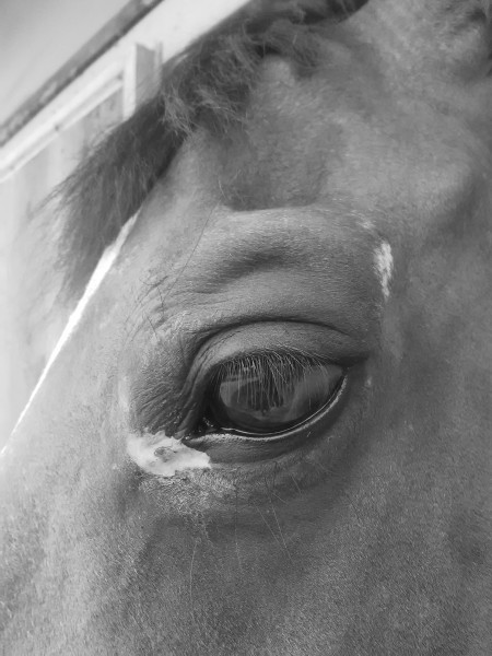 Photo de profil de horselove360