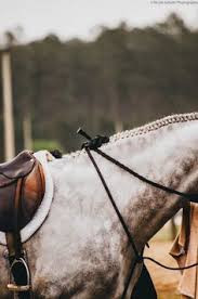 Photo de profil de horses_13