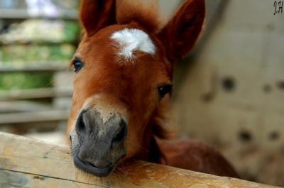 Photo de profil de horsesfriend