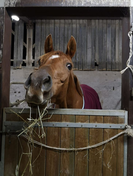 Photo de profil de horsesgardens