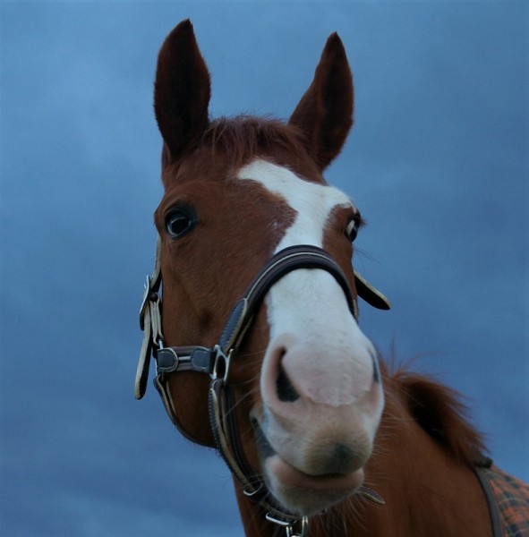 Photo de profil de hugodana