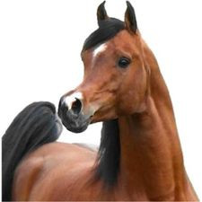 Photo de profil de iberic