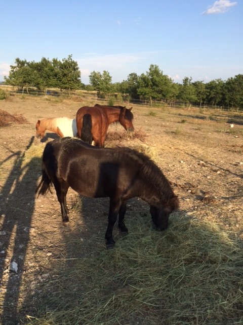 Photo de profil de icornes