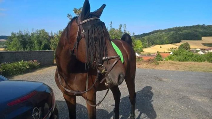 Photo de profil de iifii