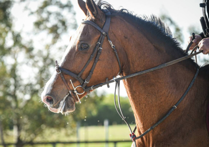 Photo de profil de illia