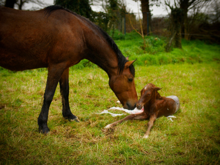 Photo de profil de ilovehorses