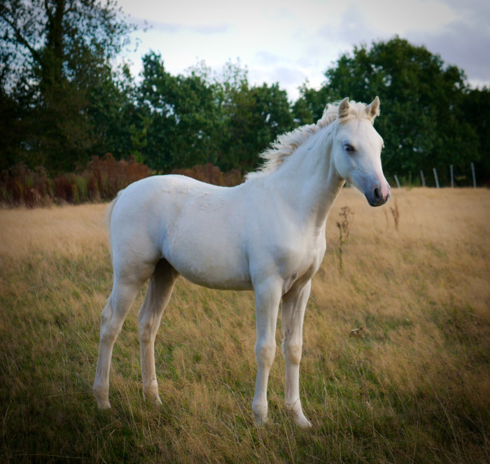 Photo de profil de ilovehorses