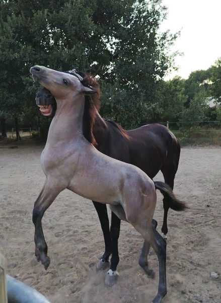 Photo de profil de iris600