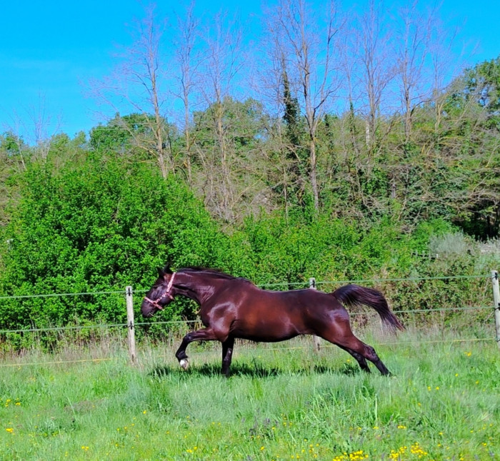 Photo de profil de iris600