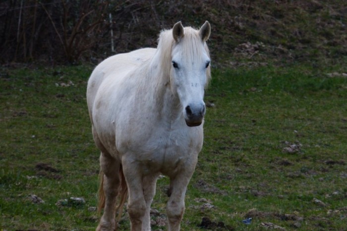 Photo de profil de isis.riding