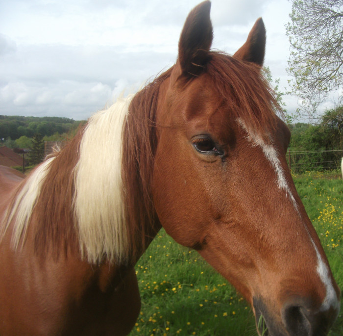 Photo de profil de izabel62