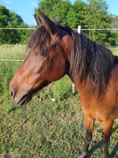 Photo de profil de j_horses