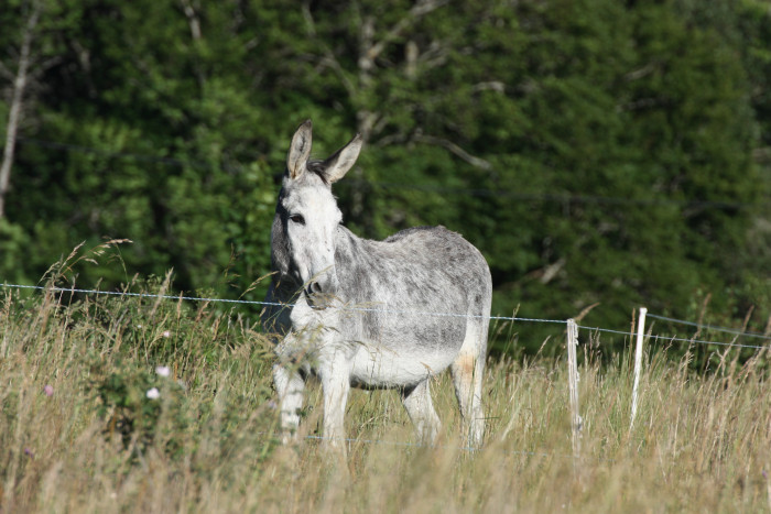 Photo de profil de jivago1