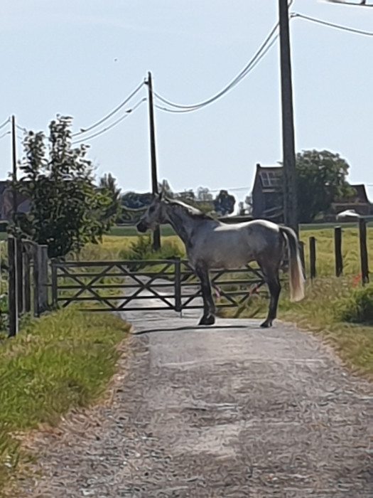 Photo de profil de jkm_stables