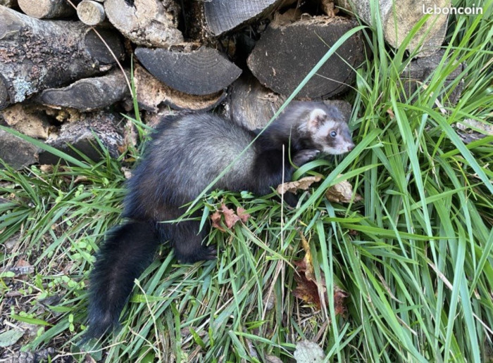 Photo de profil de jofuret