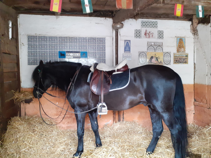 Photo de profil de joub.iberique