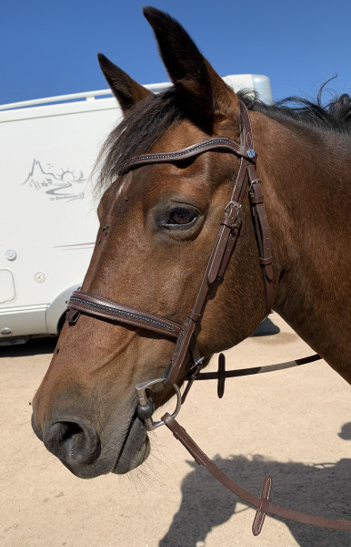 Licol équitation cheval et poney SCHOOLING Noir. - Decathlon Cote