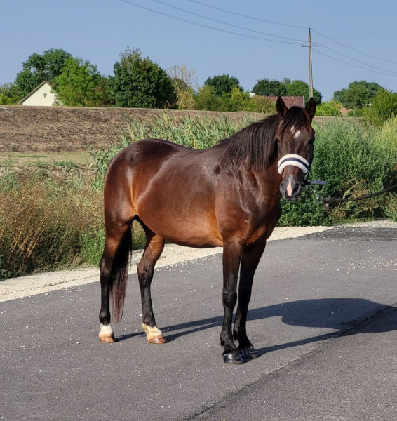 Photo de profil de jozsef