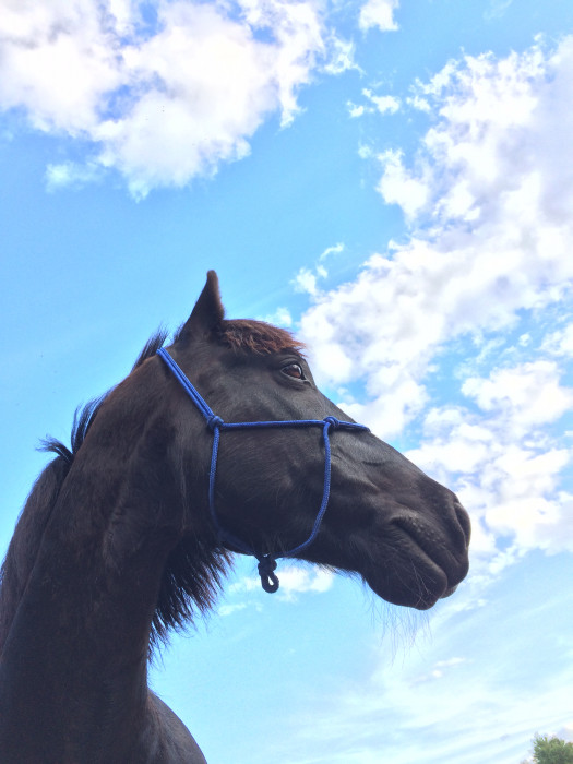 Photo de profil de juliette.omega