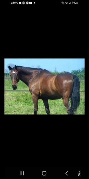 Photo de profil de jument49