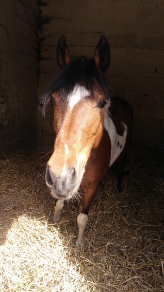 Photo de profil de juste_poney