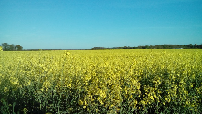 Photo de profil de kagina