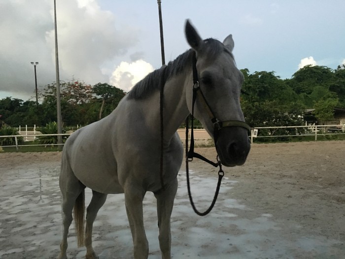 Photo de profil de kaly971