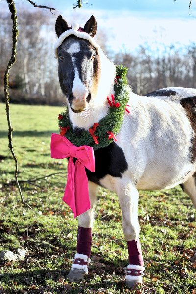 Photo de profil de karibouailey