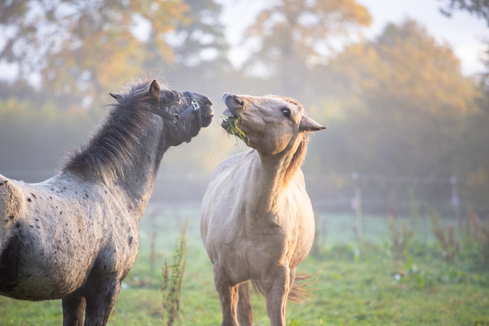 Photo de profil de kham