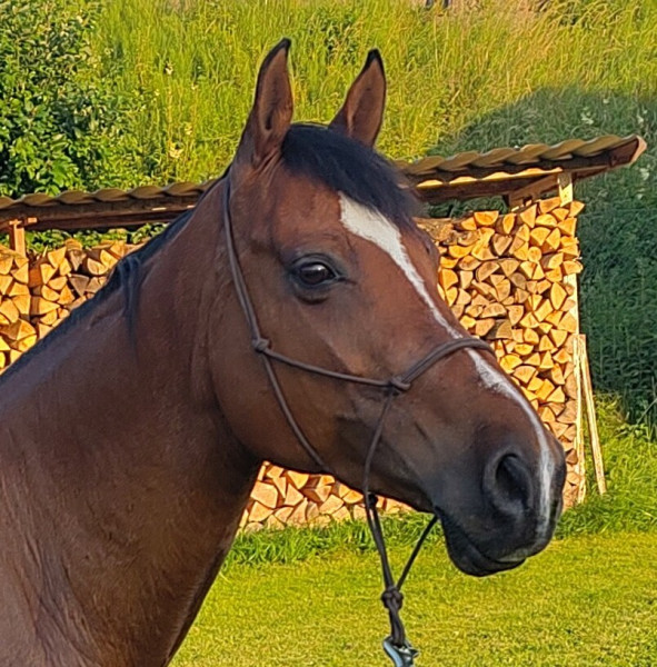 Photo de profil de kramaere