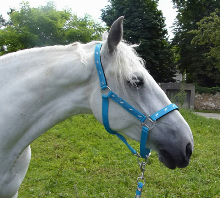 Photo de profil de kristali