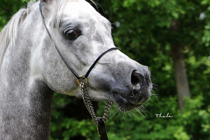 Photo de profil de la.chataigniere