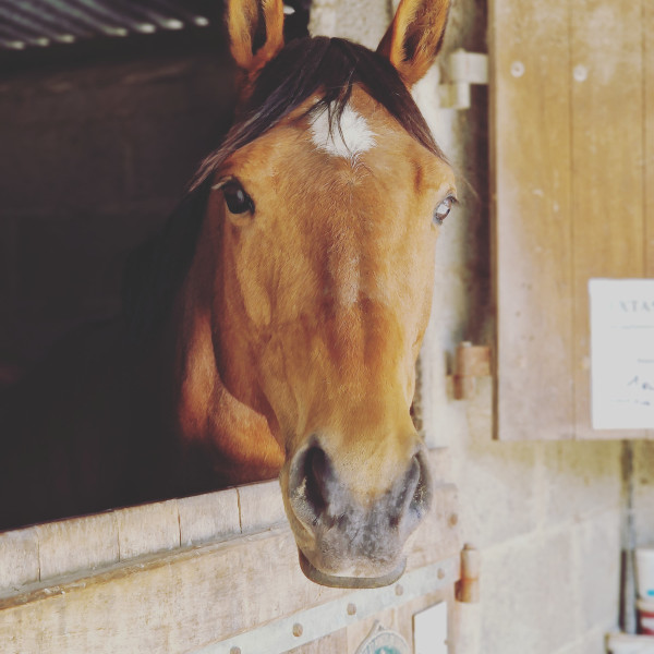 Photo de profil de lafoucheraie