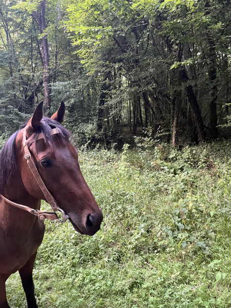 Photo de profil de lahorse60