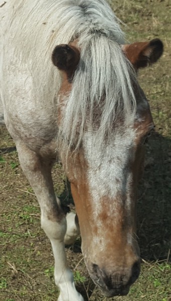 Photo de profil de lahoussaye