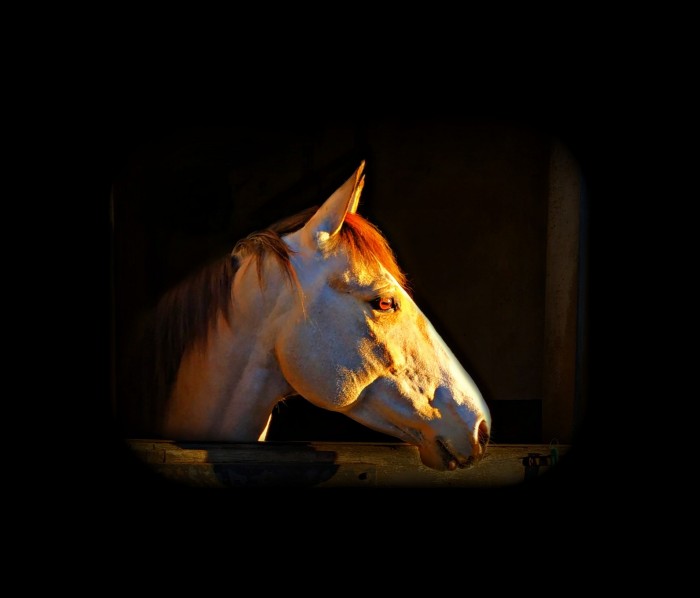 Photo de profil de lau_kixx