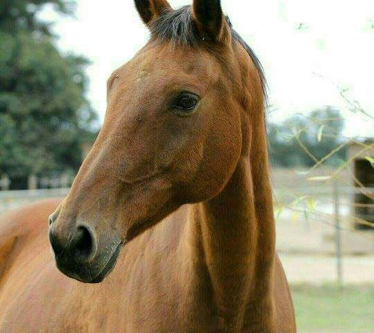 Photo de profil de laurenellosa