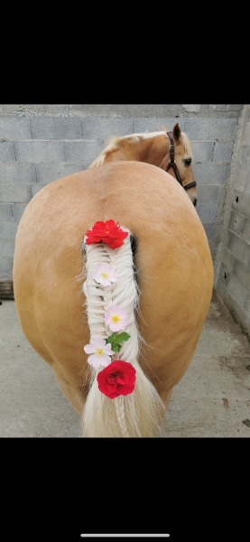 Photo de profil de laurianne_flamm