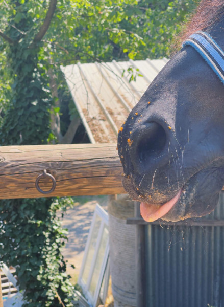 Photo de profil de legrandponey