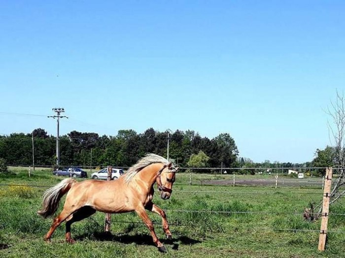 Photo de profil de leharasdelaya