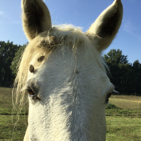 Photo de profil de lele.equi