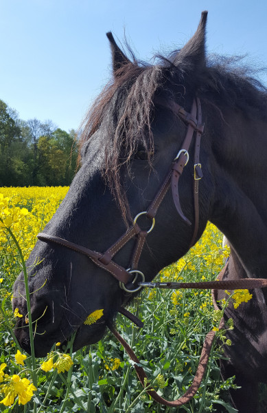 Photo de profil de len