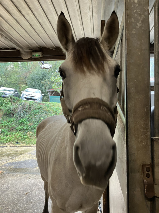 Photo de profil de leoniecheval
