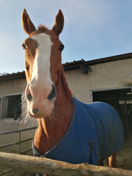 Photo de profil de leonie_equit