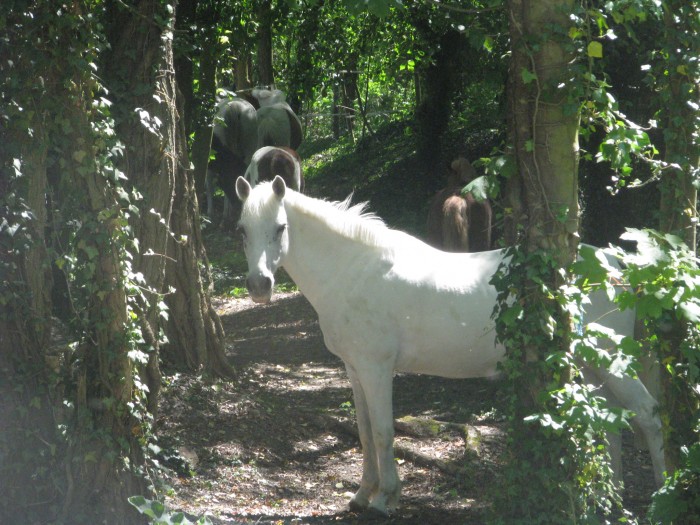 Photo de profil de lescrinsdulien
