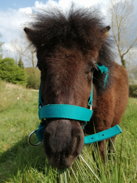 Photo de profil de lesponeysdezoe
