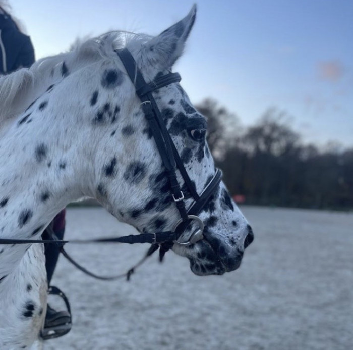 Photo de profil de leyy.horze